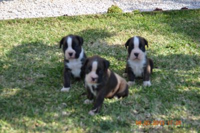 Boxer´s Cachorros