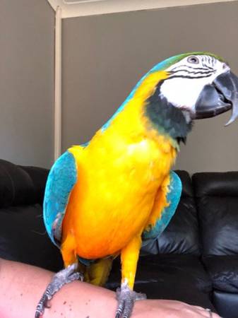 Papagaios de bebê e ovos de papagaio