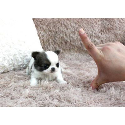 Saudável chihuahua cachorros