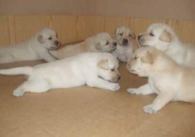 PRESENTE DE FILHOTES DE LABRADOR RETRIVER FAB