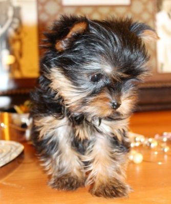 Cachorrinhos adoráveis AKC Yorkshire Terrier!