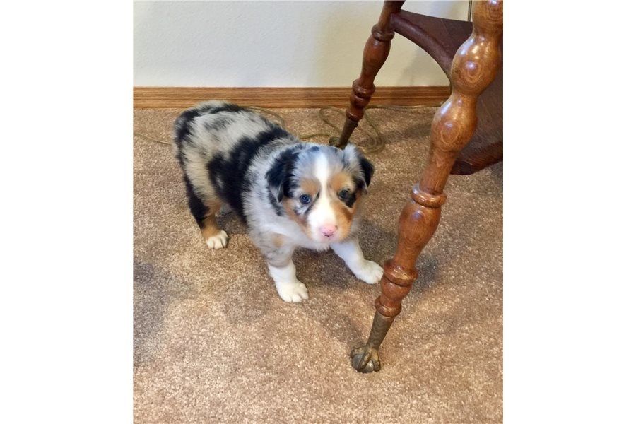 Filhotes Australian Shepherd