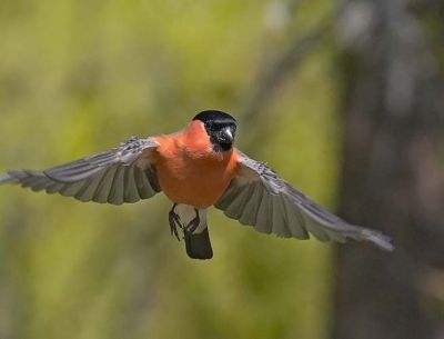 Vendo 2 Machos Dom-Fafe Siberianos Clássicos