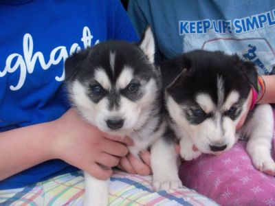 Filhotes Husky Siberiano com LOP