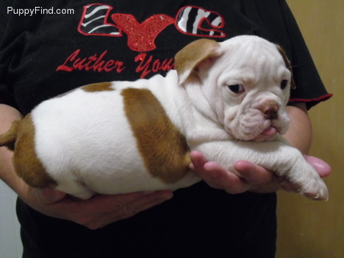 Pura raça Bulldog Inglês filhotes (machos e fêmeas)