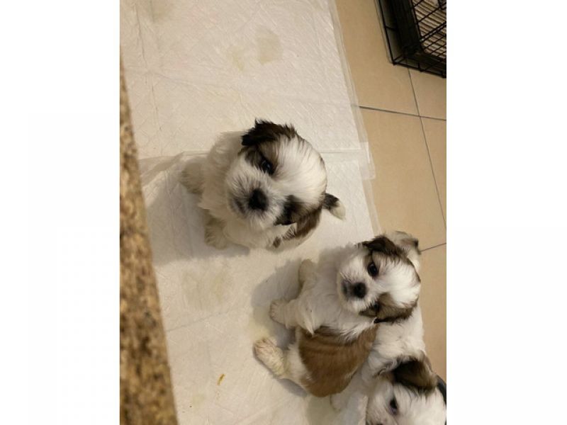 Lindos filhotes de Shih Tzu para um bom lar