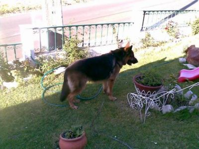 PASTOR ALEMAO DE QUALIDADE - 967888237