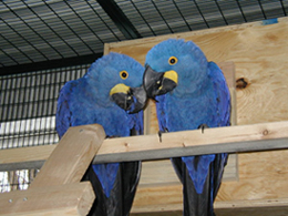 Mão levantada papagaios para venda.