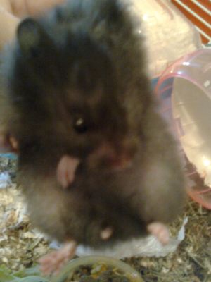 hamster Sirio
