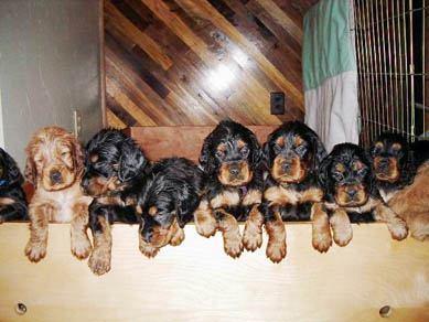 Filhotes de Gordon Setter para ex-massa do presente.....