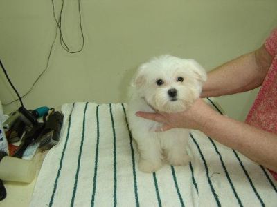 Filhotes de cachorro cute maltês para cuidar uma pessoa só.