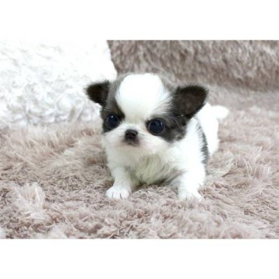 saudáveis ​​do sexo masculino e feminino chihuahua cachorros para o Natal