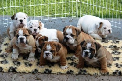 Inglés bulldog cachorros para su adopción