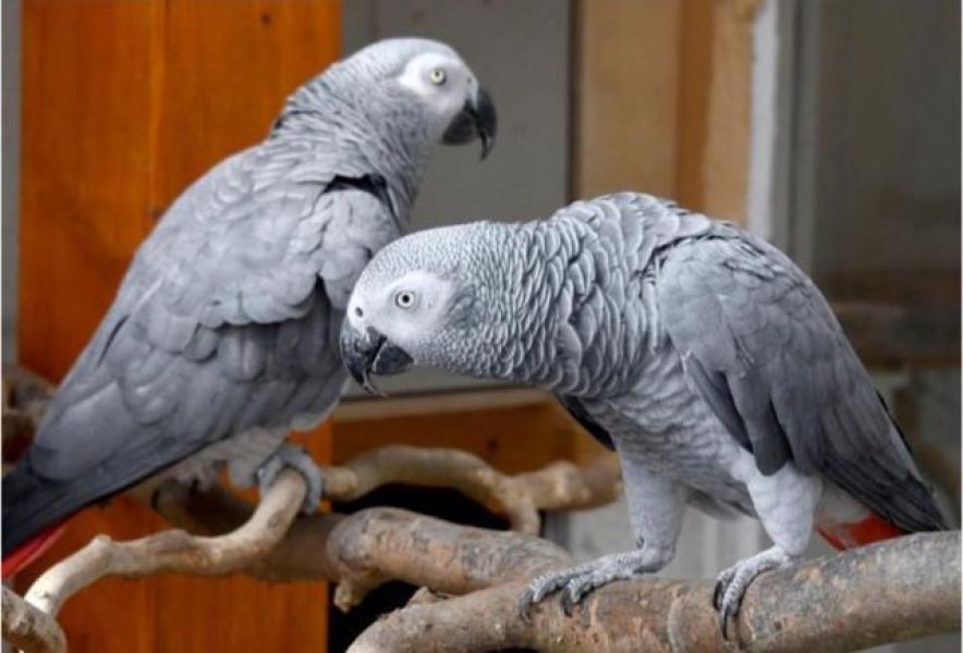 Papagaio cinza do gabão