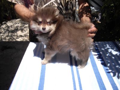 Vende-se cachorros de cores raras e espectaculares