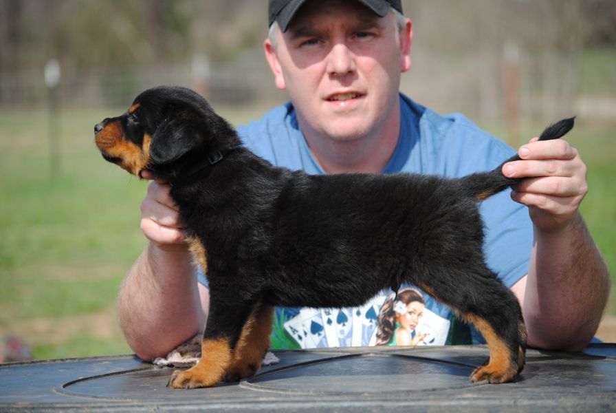  Filhotes rottweiler