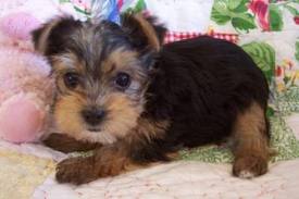Yorkie cachorros pronto para ir para adoção.