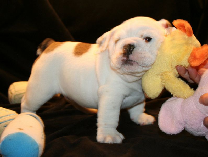 Bulldog Inglês Filhotes à Venda