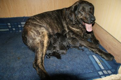 Vendem-se Cães da Raça Castro Laboreiro