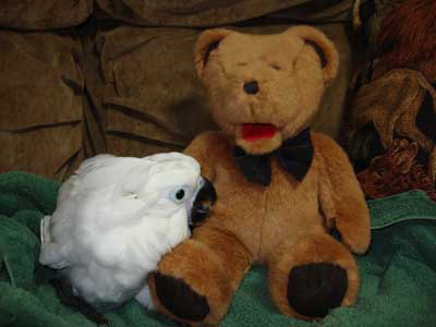 Snowball é um bebê precioso guarda-chuva cacatua