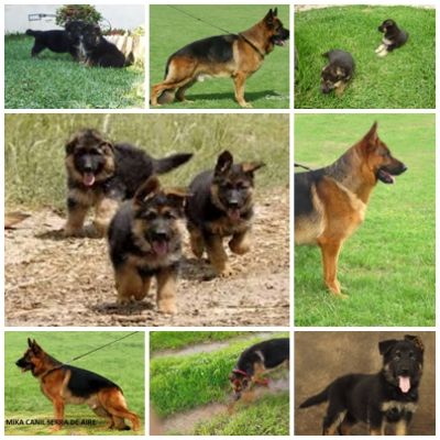 pastores alemaes de qualidade com pediggre 