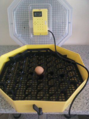 chocadeira semi automatica com mecanismo para virar ovos de galinha