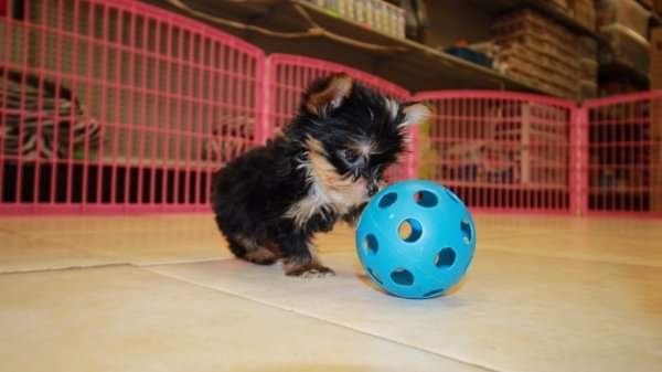 Cachorrinhos Qwerty Yorkshire Terrier