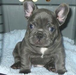 Filhotes de buldogue francês gentil disponíveis