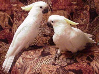 enxofre crested cacatua