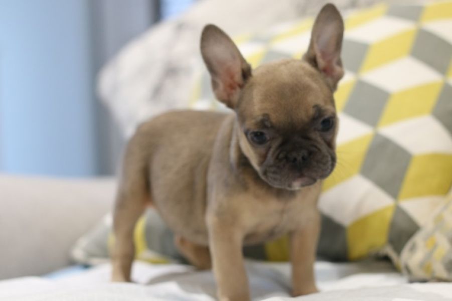 Filhotes de buldogue francês agora prontos