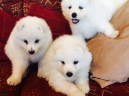 Filhotes Samoyed