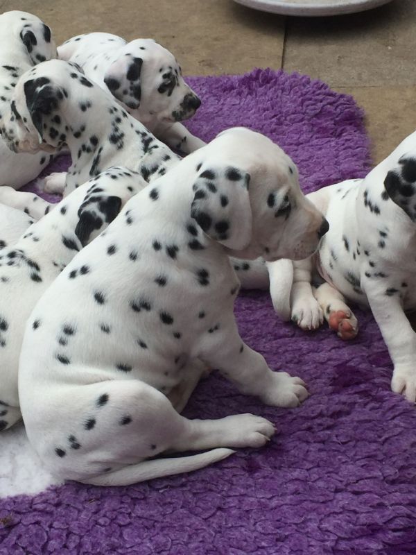 Lindos filhotes de dálmata,