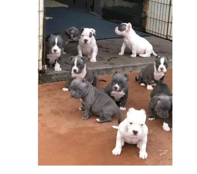 Filhotes de american bully