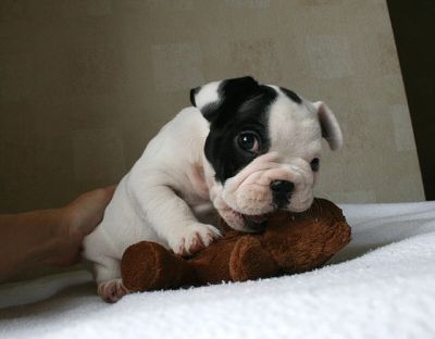 Adorabile e molto socievole cucciolo bulldog francese per l'adozione