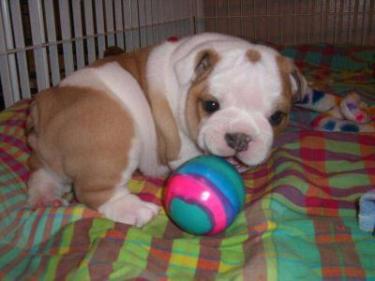 doces Inglês bulldog cachorros para adopção ..