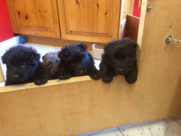 Filhote de cachorro pastor alemão