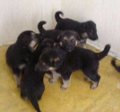 pastores alemaes -- pediggre - 967888237