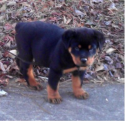 rottweiler filhote de cachorro já disponível para sair, entre em contato agora para mais informações