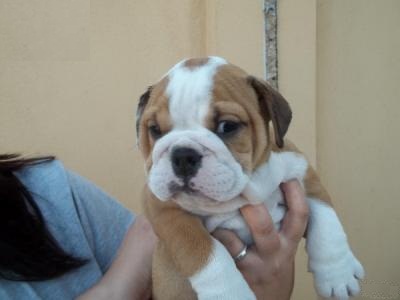 Temos filhotes de cachorro Bulldog Inglês macho e fêmea disponível