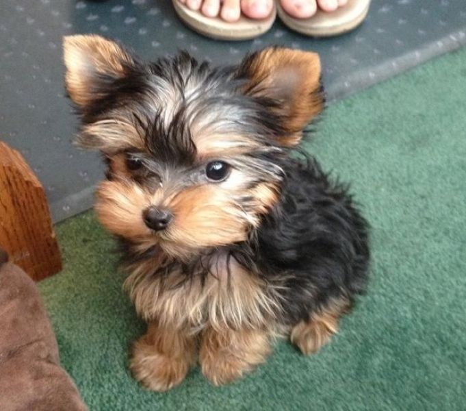 Yorkshire Terrier
