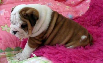 Inglês bulldog cachorros