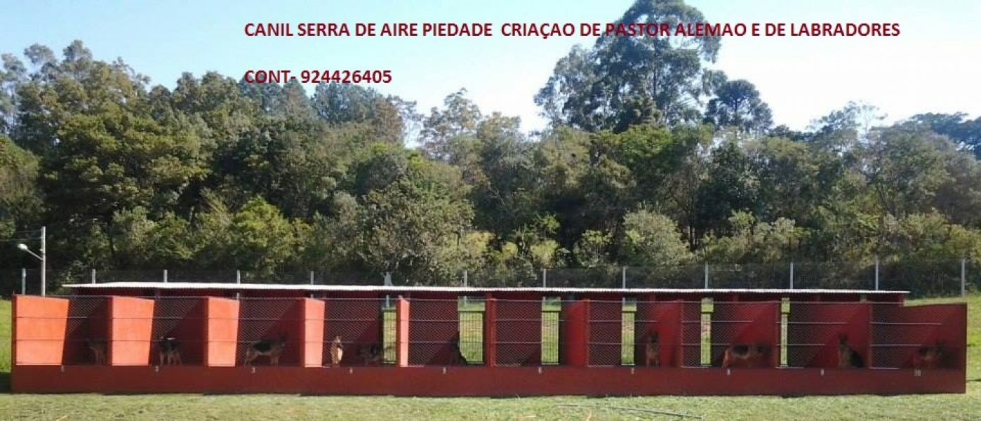 Pastores alemaes de qualidade  com pediggre 