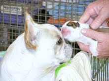 clássico com pedigree filhotes bulldog francês.