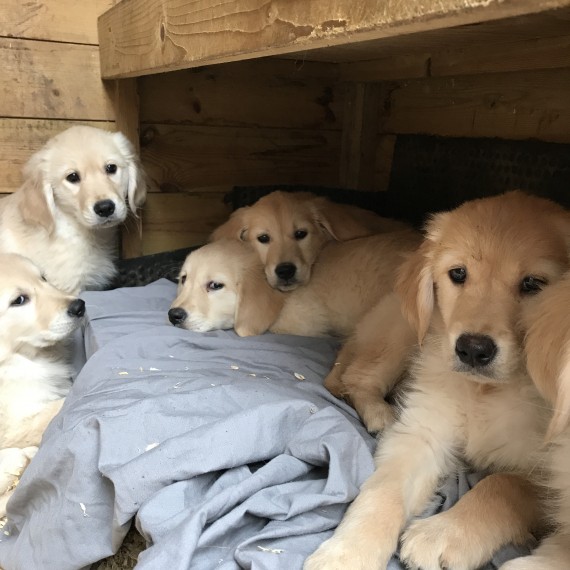 Filhotes de Golden Retriver machos e fêmeas