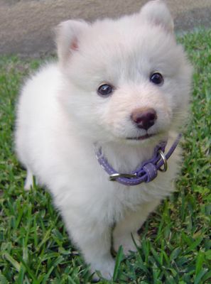 Filhotes Samoyed para adoção
