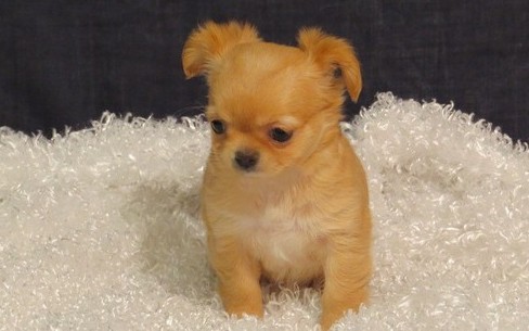 Chihuahua cachorros para adoção