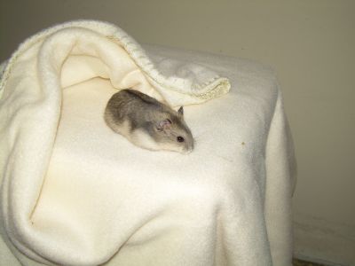 Hamsters russo e Coelhos anões