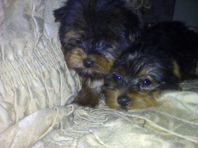 Filhotes de Yorkshire Terrier surpreendentes