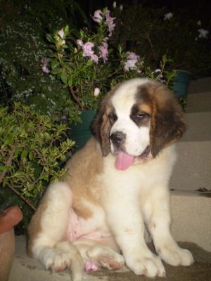 Fêmea são bernardo 