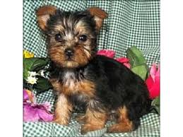 Filhotes de yorkshire terrier adorável para adoção